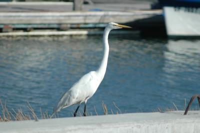 snowy egret