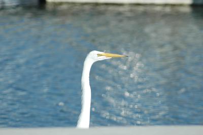snowy egret