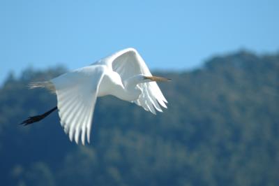 snowy egret