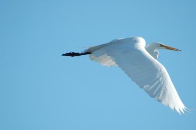 snowy egret