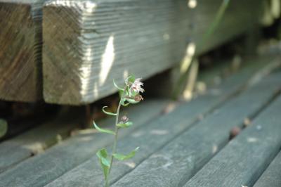 is this an orchid?
