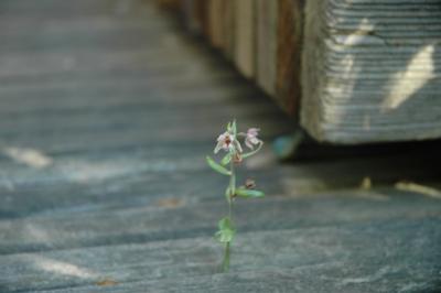 is this an orchid?