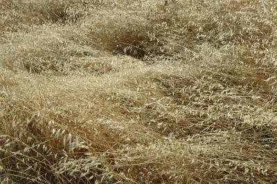 dry wild oats