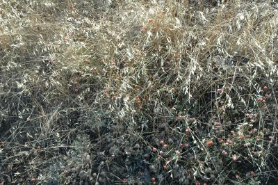 dry wild oats