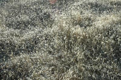 dry wild oats