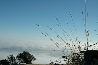 view through oats