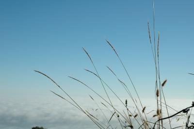 view through oats