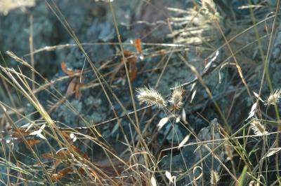 thistle