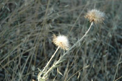 thistle