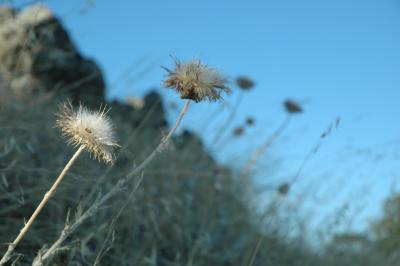 thistle