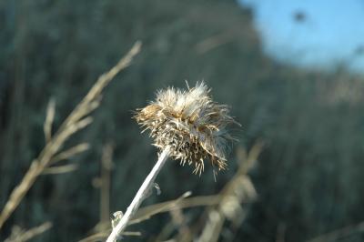 thistle