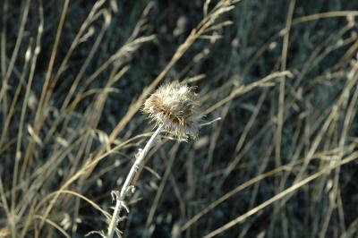 thistle