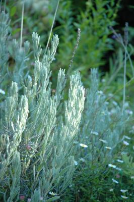 plants