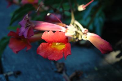plants