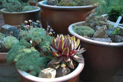 plants