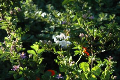 plants