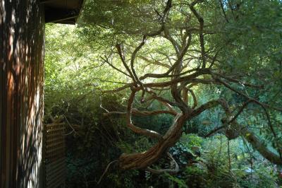 tree