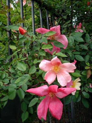 Mutabilis