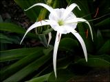 Hymenocallis narcissiflora