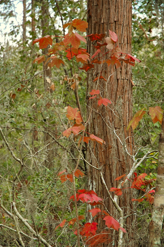 Swamp Maple