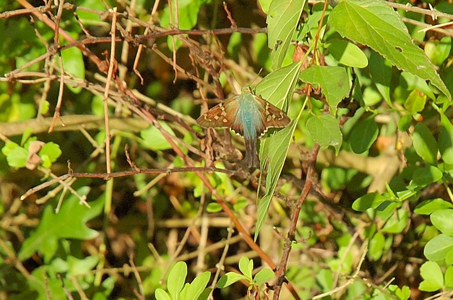 Skipper