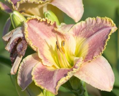 Seedling 2004 DSC_1035