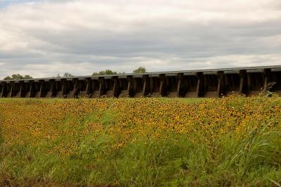 Black Eyed Susan's                     DSC_1300