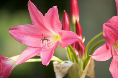 Pink Crinum                                                                                          DSC_1597