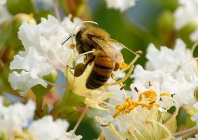 Honey Bee on Crape Myrtle                 DSC_1600.jpg