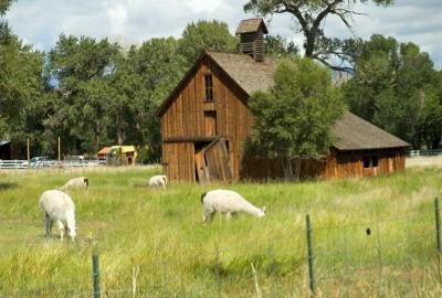 Barns and Llamas                                                                   DSC_4313