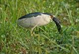 Black Crowned Night Heron  DSC_2864