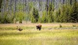 Yellowstone  Bull Elk                                                                                DSC_2718