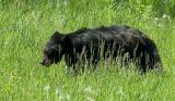 Black Bear Cub                                                                          DSC_2252