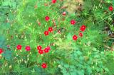 Louisiana Cypress Vine