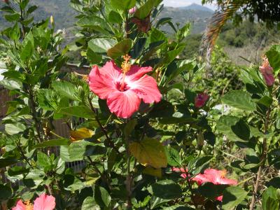 Etapa L:  Hibiscus phoeniceus