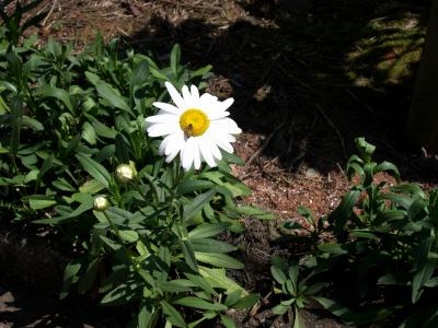 Etapa N:  Margarita shasta (Shasta daisy)