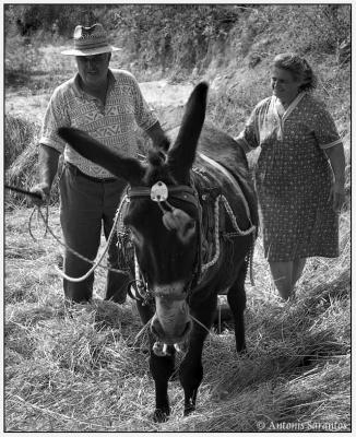 24 Sep 2005 Threshing floor or A farewell picture