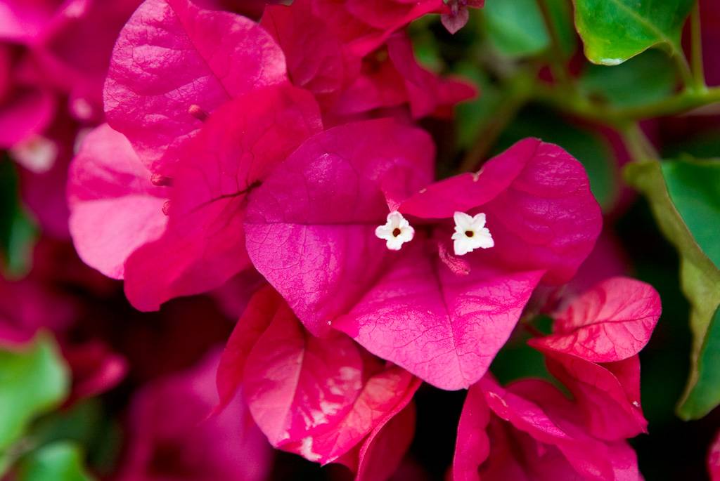 Bougainvillea