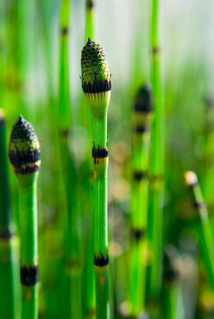 Equisetum arvense