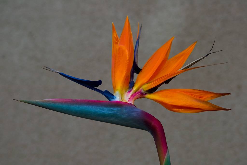 Strelitzia reginae