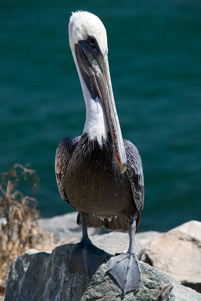 Pelican