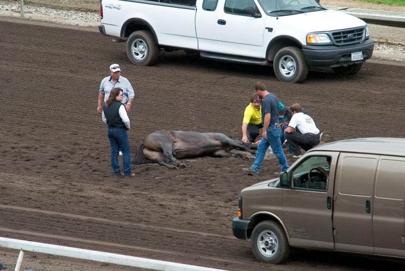 5/15/2005 Dead Race Horse