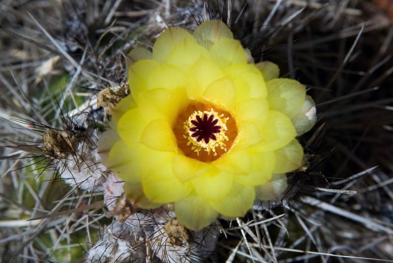 6/26/2005  cactus flower 