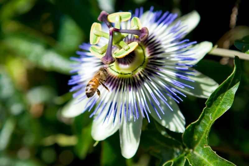 Passiflora caerulea  7/24/2006