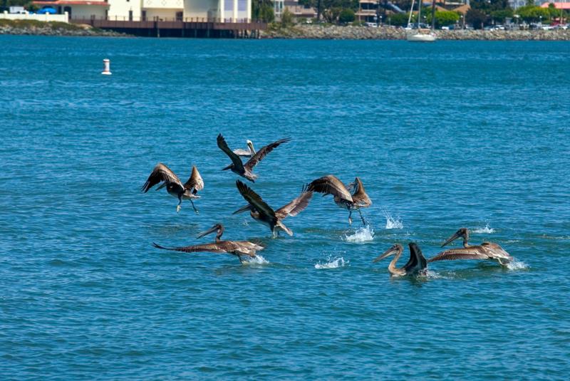 Pelicans taking off