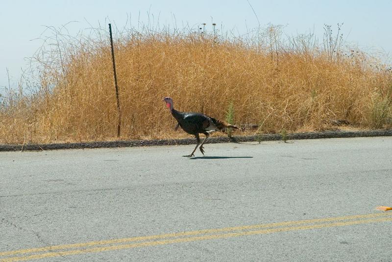 Why did the turkey cross the road? 9/07/2005