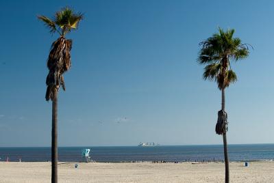 Beach and Palm trees