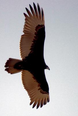 Flying buzzard