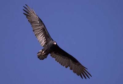 v3/16/542816/3/48541381.buzzflying2.jpg