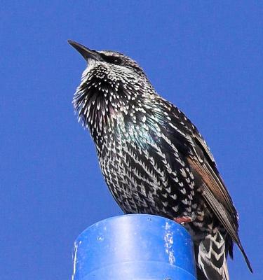 European Starling on Lamp